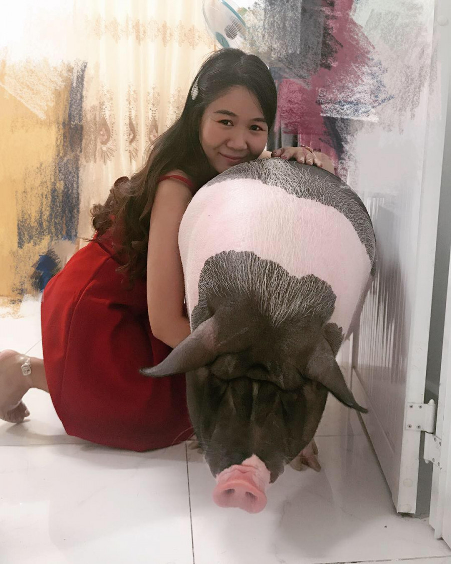 Chú heo mini ngày càng phát tướng khó ngờ. Ảnh: Hoài Yên Chú heo mini ngày càng phát tướng khó ngờ. Ảnh: Hoài Yên