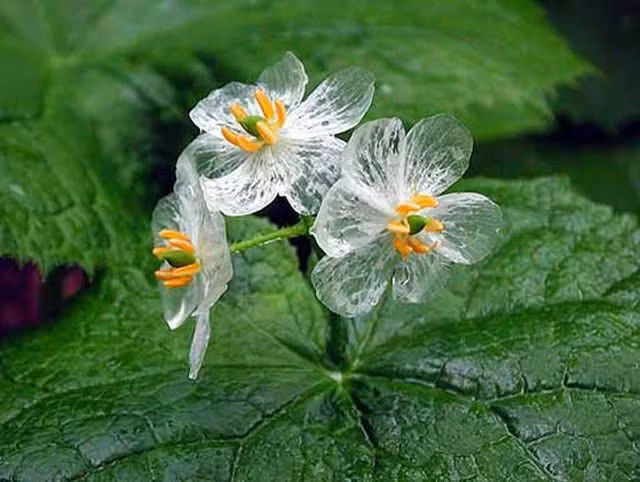 Ngỡ ngàng vẻ đẹp của loài hoa trắng chuyển sang trong suốt khi gặp mưa