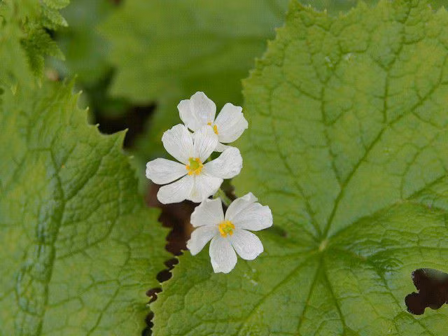 Khi trời nắng, những bông hoa có màu trắng, nhị hoa có màu vàng hết sức giản đơn...