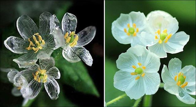 Tĩnh mạch trên cánh hoa trông như những khớp xương nho nhỏ. Tĩnh mạch trên cánh hoa trông như những khớp xương nho nhỏ.