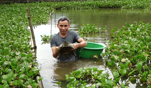 Mô hình phát triển kinh tế của cựu chiến binh Trần Hữu Vượng ở thôn Noong Tài, xã Thượng Bằng La, huyện Văn Chấn, tỉnh Yên Bái