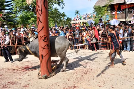 Lê hội đâm trâu tại Thừa Thiên Huế