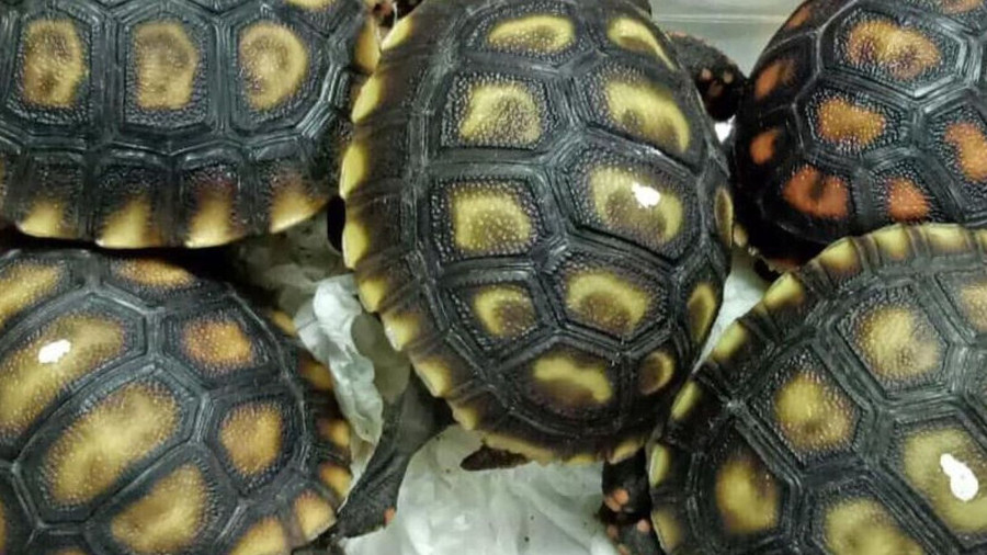 Những loài vật quý hiếm được giấu trong 4 vali hành lý. Những loài vật quý hiếm được giấu trong 4 vali hành lý.