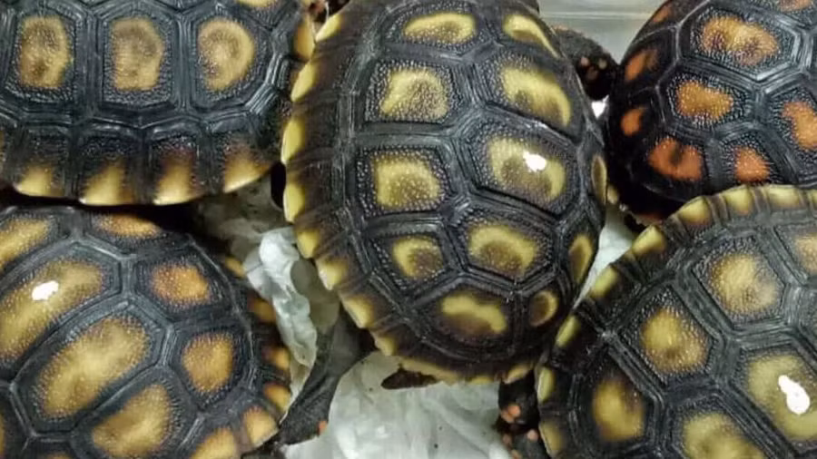 Những loài vật quý hiếm được giấu trong 4 vali hành lý.