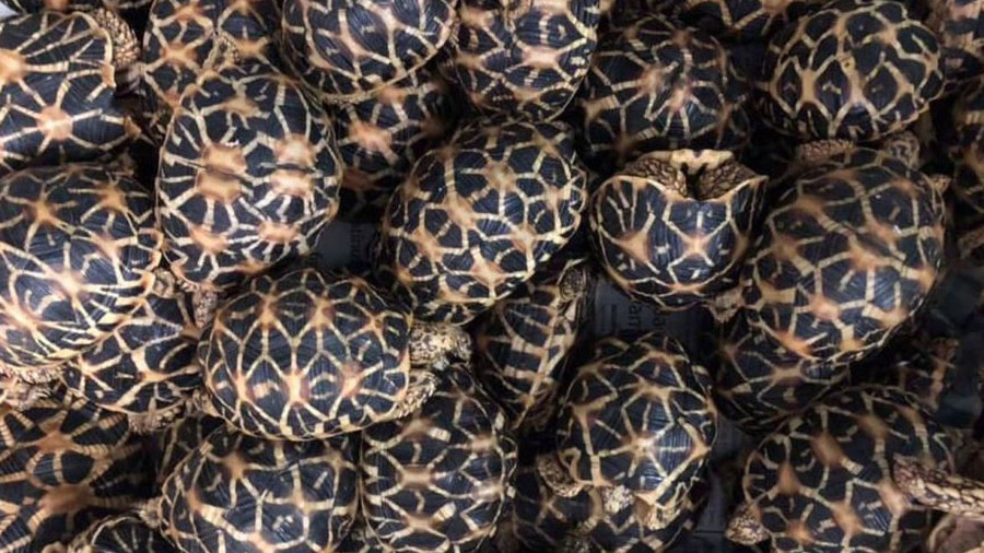 Ước tính, số động vật quý hiếm này có giá trị lên tới 87.000 USD. Ước tính, số động vật quý hiếm này có giá trị lên tới 87.000 USD.