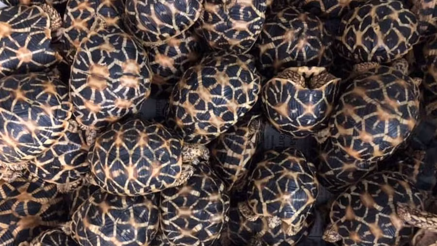 Ước tính, số động vật quý hiếm này có giá trị lên tới 87.000 USD.