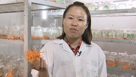 8X thu 12 tỷ/năm từ đông trùng hạ thảo 8X thu 12 ty/nam tu dong trung ha thao