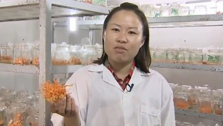 8X thu 12 tỷ/năm từ đông trùng hạ thảo