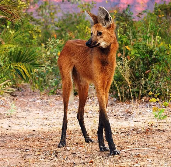 Những loài động vật kỳ lạ sinh ra do nhầm lẫn của tạo hóa ảnh 1