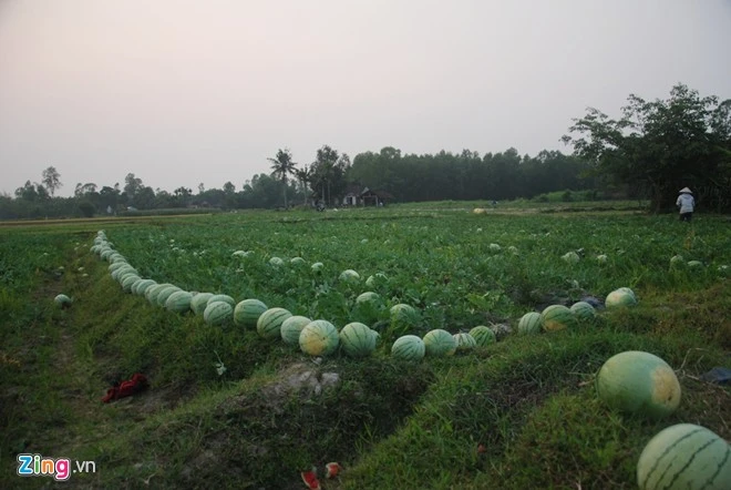 Trắng đêm giải cứu dưa hấu Quảng Ngãi