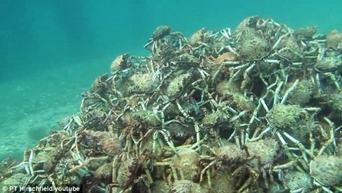 Ky la nghin cua nhen xep hinh kim tu thap giao phoi-Hinh-2