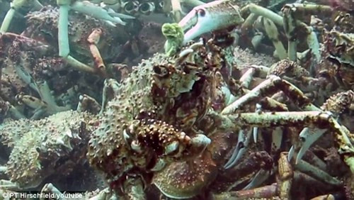 Ky la nghin cua nhen xep hinh kim tu thap giao phoi-Hinh-5