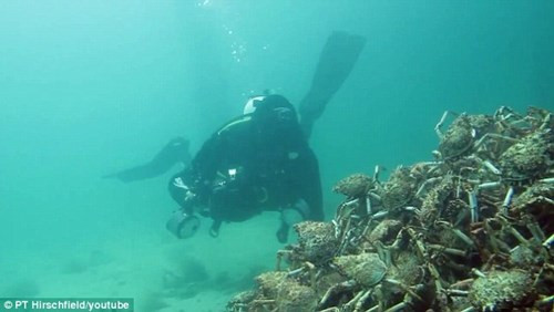 Ky la nghin cua nhen xep hinh kim tu thap giao phoi-Hinh-3