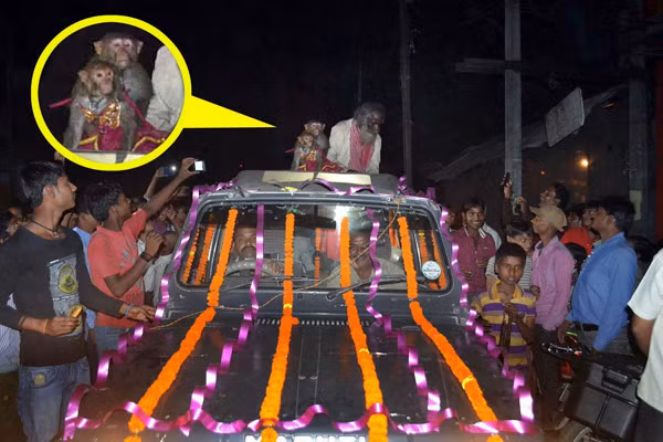 Đám cưới linh đình của cô dâu chú rể khỉ