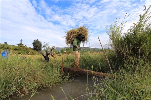 Người dân xã Nam Yang đến thẳng cánh đồng gặt lúa và trở về theo một hành trình khép kín để tránh dịch bệnh lây lan.