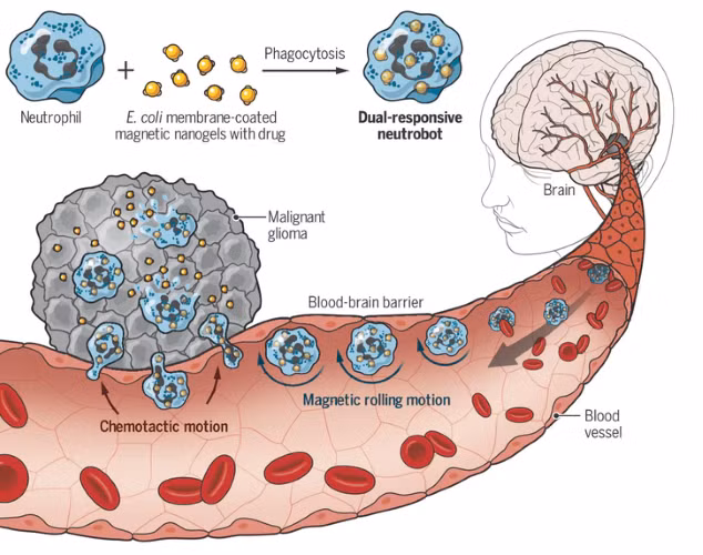 Các neutrobot được cải trang và được đưa vào mạch máu.