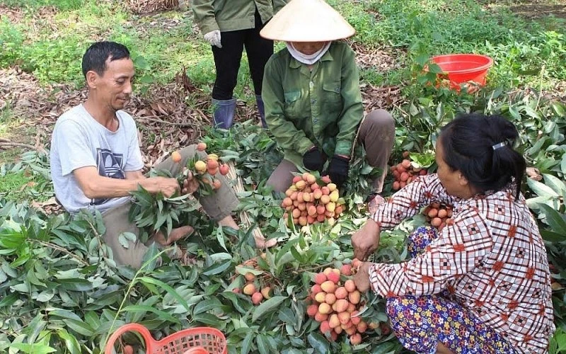 Bắc Giang kiến nghị Thủ tướng và các địa phương hỗ trợ tiêu thụ nông sản cho Bắc Giang. Ảnh minh họa