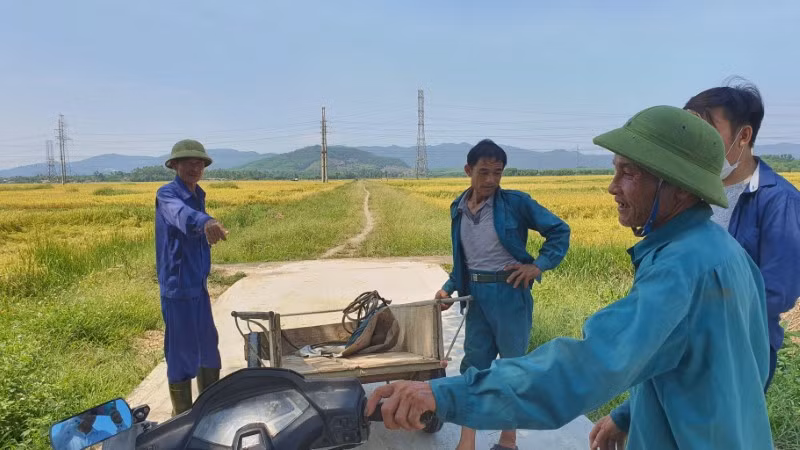 Người dân khốn đốn khi không có máy gặt lúa.