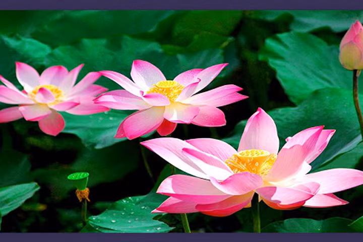 13 loài hoa có tác dụng chữa bệnh như thảo dược