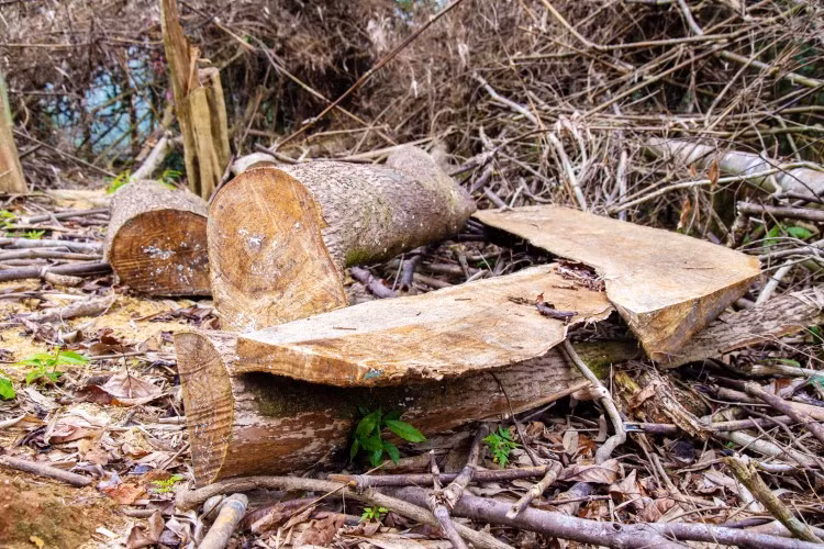 Nhiều cây gỗ lớn bị đốn hạ đã được chuyển ra khỏi rừng, chỉ còn sót lại phần cành, ngọn ở hiện trường.