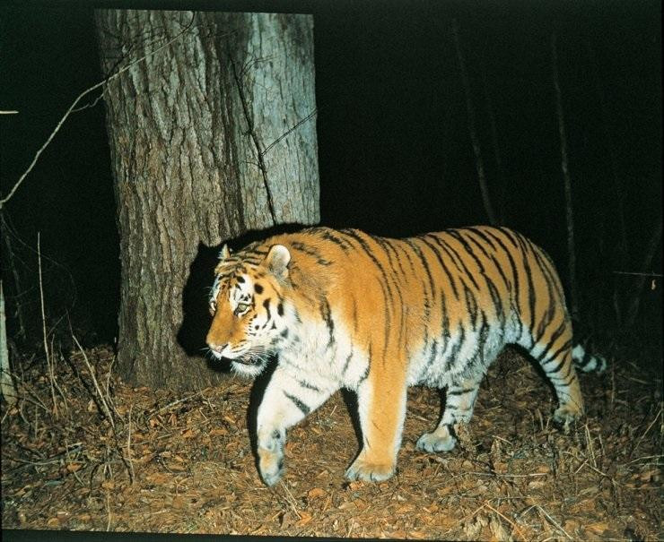 Kkori, con hổ Siberia chiếm trọn tình yêu và thời gian của Park Soo Yong.