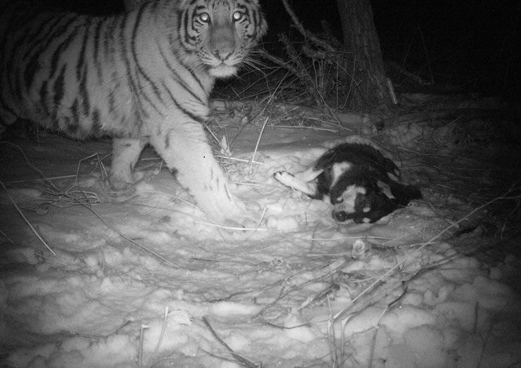 Vì già yếu, Kkori chỉ còn cách lẻn vào làng, bắt vật nuôi tránh đói. Vì già yếu, Kkori chỉ còn cách lẻn vào làng, bắt vật nuôi tránh đói.