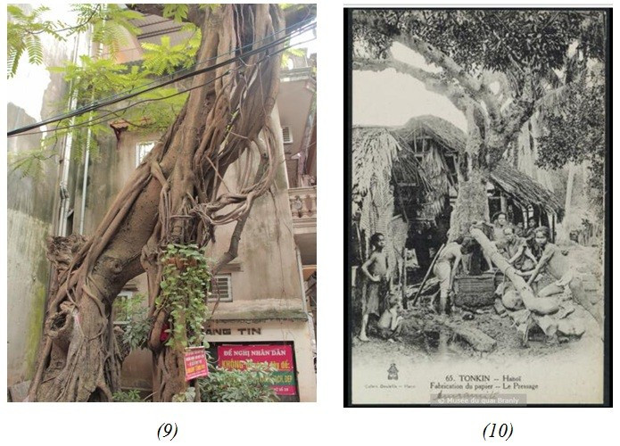 Cây cổ thụ xưa, nay vẫn còn dấu tích ép giấy.