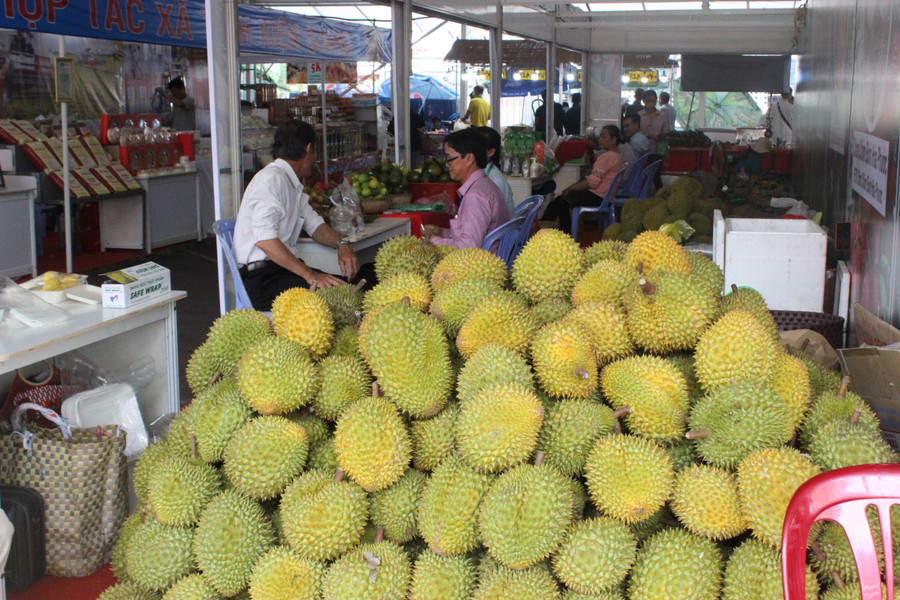 Cây sầu riêng đang phát triển quá 'nóng' so với quy hoạch. Ảnh: N.Vy