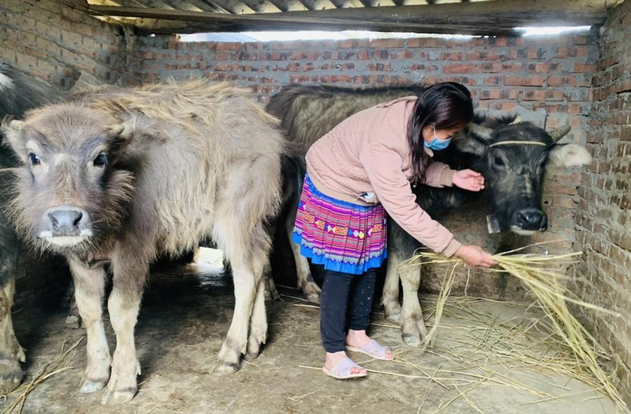 Người dân cần chủ động triển khai các biện pháp ứng phó rét đậm, rét hại. Ảnh minh họa. Người dân cần chủ động triển khai các biện pháp ứng phó rét đậm, rét hại. Ảnh minh họa.