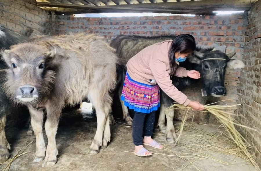 Người dân cần chủ động triển khai các biện pháp ứng phó rét đậm, rét hại. Ảnh minh họa.