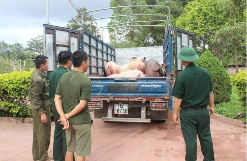 Tang vật 1.200kg lợn thương phẩm nhập lậu bị Đồn Biên phòng Bắc Sơn bắt giữ. Ảnh minh họa. Tang vật 1.200kg lợn thương phẩm nhập lậu bị Đồn Biên phòng Bắc Sơn bắt giữ. Ảnh minh họa.