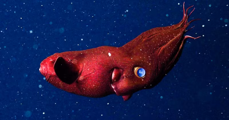 Mô phỏng hình hài một con mực ma cà rồng.