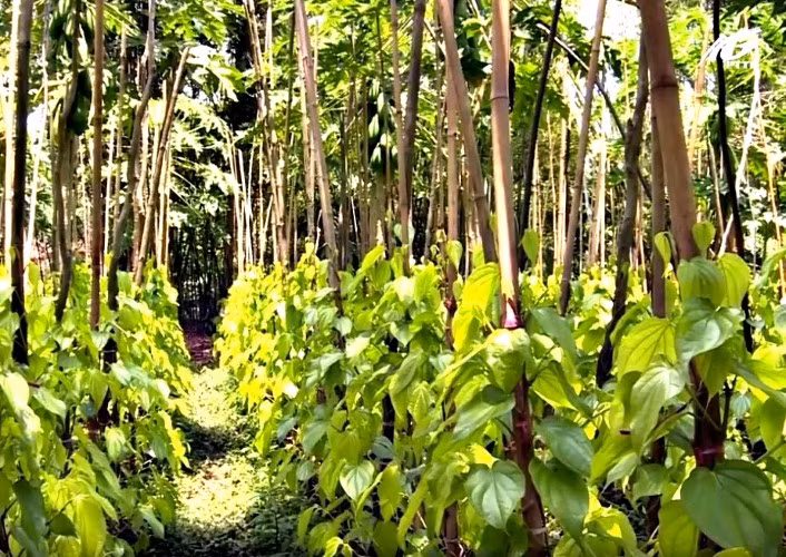 Trầu chợ Dinh (phường Phú Hậu) ngày xưa nổi tiếng rất ngon.