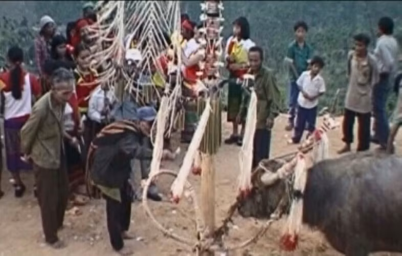 Lễ ăn trâu là lễ hiến tế lớn nhất của cộng đồng người dân tộc thiểu số Kadong.