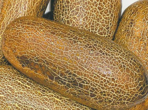 Những giống dưa chuột “quái đản” khiến bà nội trợ mê tít ảnh 8 Những giống dưa chuột “quái đản” khiến bà nội trợ mê tít ảnh 8