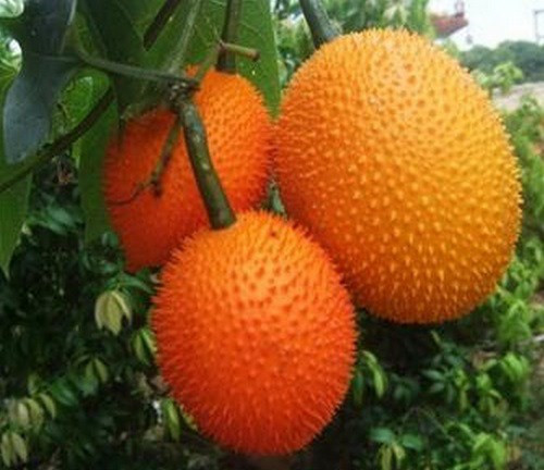 Những giống dưa chuột “quái đản” khiến bà nội trợ mê tít ảnh 9 Những giống dưa chuột “quái đản” khiến bà nội trợ mê tít ảnh 9