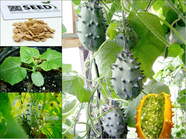 Những giống dưa chuột “quái đản” khiến bà nội trợ mê tít ảnh 3 Những giống dưa chuột “quái đản” khiến bà nội trợ mê tít ảnh 3