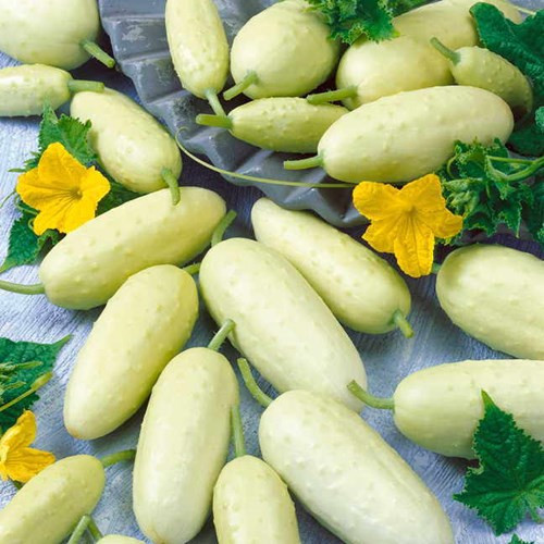 Những giống dưa chuột “quái đản” khiến bà nội trợ mê tít ảnh 5 Những giống dưa chuột “quái đản” khiến bà nội trợ mê tít ảnh 5