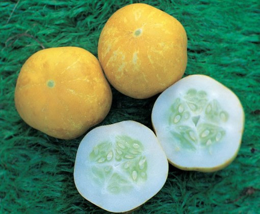 Những giống dưa chuột “quái đản” khiến bà nội trợ mê tít ảnh 7 Những giống dưa chuột “quái đản” khiến bà nội trợ mê tít ảnh 7