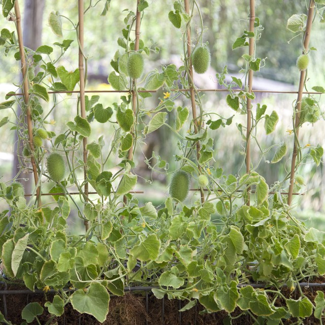 Những giống dưa chuột “quái đản” khiến bà nội trợ mê tít ảnh 2 Những giống dưa chuột “quái đản” khiến bà nội trợ mê tít ảnh 2