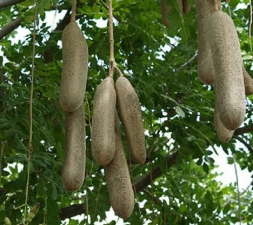 Những giống dưa chuột “quái đản” khiến bà nội trợ mê tít ảnh 10 Những giống dưa chuột “quái đản” khiến bà nội trợ mê tít ảnh 10