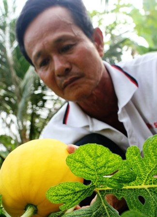 Thu tiền tỷ dịp Tết từ trồng dưa hấu thỏi vàng ảnh 2 Thu tiền tỷ dịp Tết từ trồng dưa hấu thỏi vàng ảnh 2