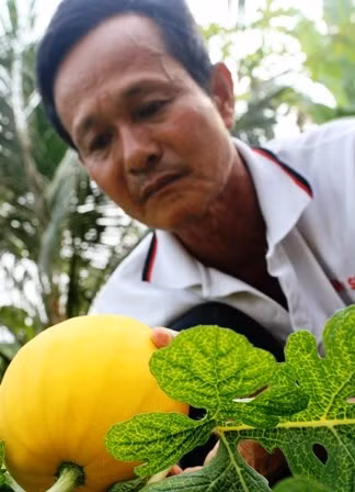 Thu tiền tỷ dịp Tết từ trồng dưa hấu thỏi vàng ảnh 2