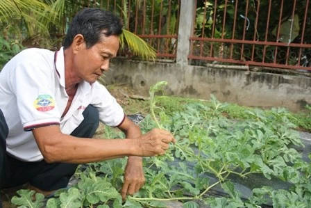 Thu tiền tỷ dịp Tết từ trồng dưa hấu thỏi vàng