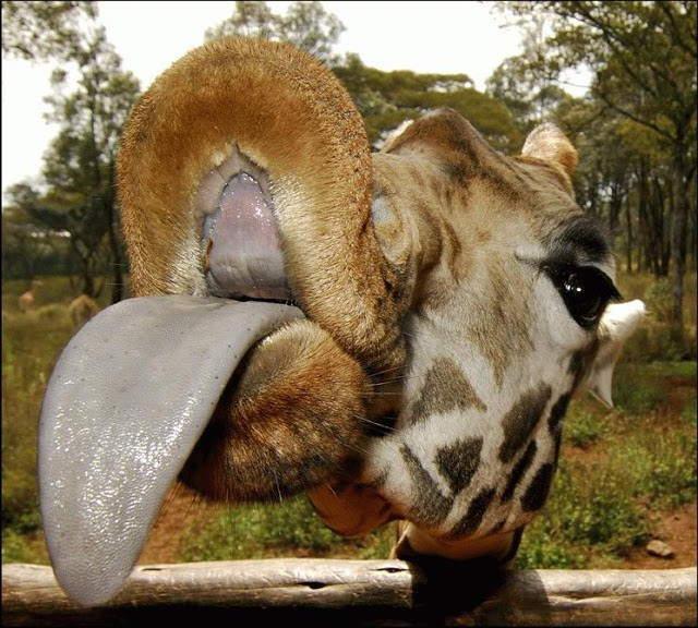 Hươu cao cổ khoe lưỡi dài khi thấy ống kính của nhiếp ảnh gia. Ảnh: Amazing Creatures. Khuôn mặt của các loài động vật khi ngạc nhiên