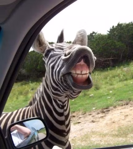 Khuôn mặt của các loài động vật khi ngạc nhiên