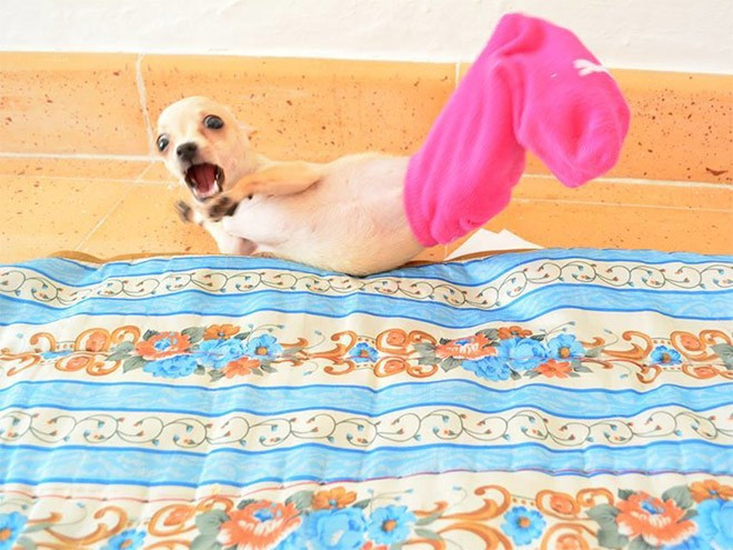 Chó giật mình và ngã xuống đất khi nó nghịch tất hồng của chủ nhân. Ảnh:blog.asiantown.net Khuôn mặt của các loài động vật khi ngạc nhiên