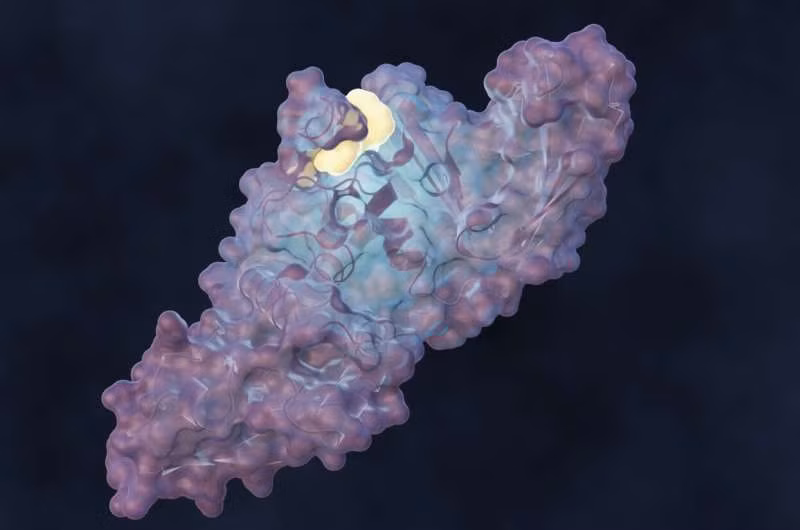 Phân tử mới hạn chế sự sao chép của virus SARS-CoV-2 ban đầu, cũng như các biến thể Delta và Omicron.