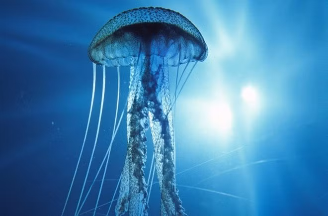 8 loài động vật có khả năng độc nhất vô nhị trên thế giới