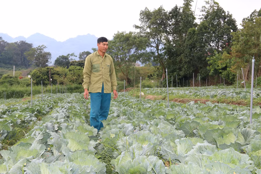 Nhờ trồng rau cải bắp, ông Quân đã vươn lên thoát nghèo và cuộc sống dư giả.